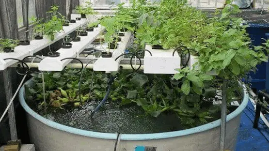 Aquaponics Farm